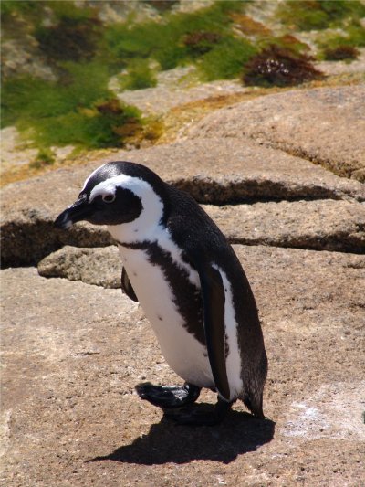 African penguin standing on a rock